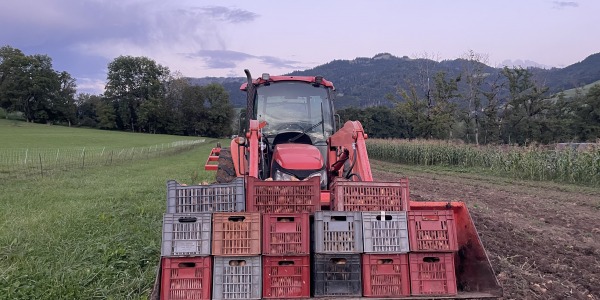 Pommes de terre bio de Burdignin - Soutenez le Foot de la Vallée Verte